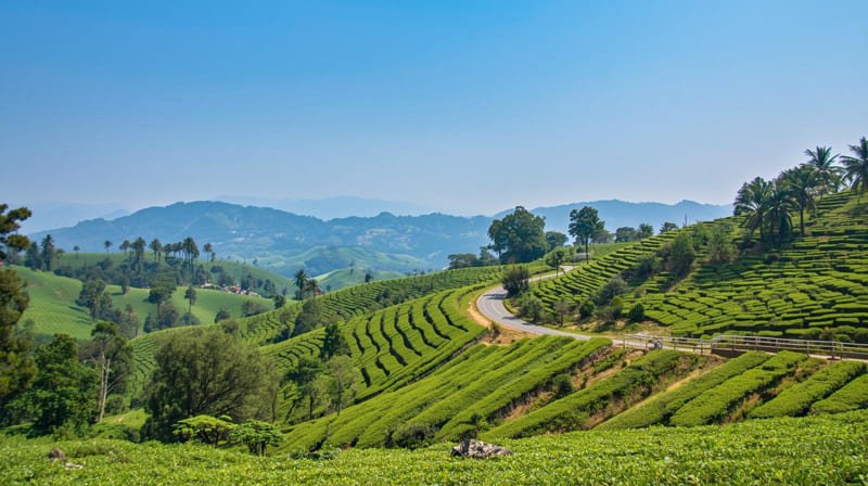 Image hover effect image